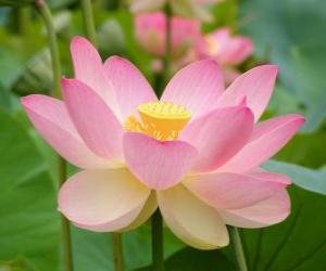 yapboz Hint lotusu